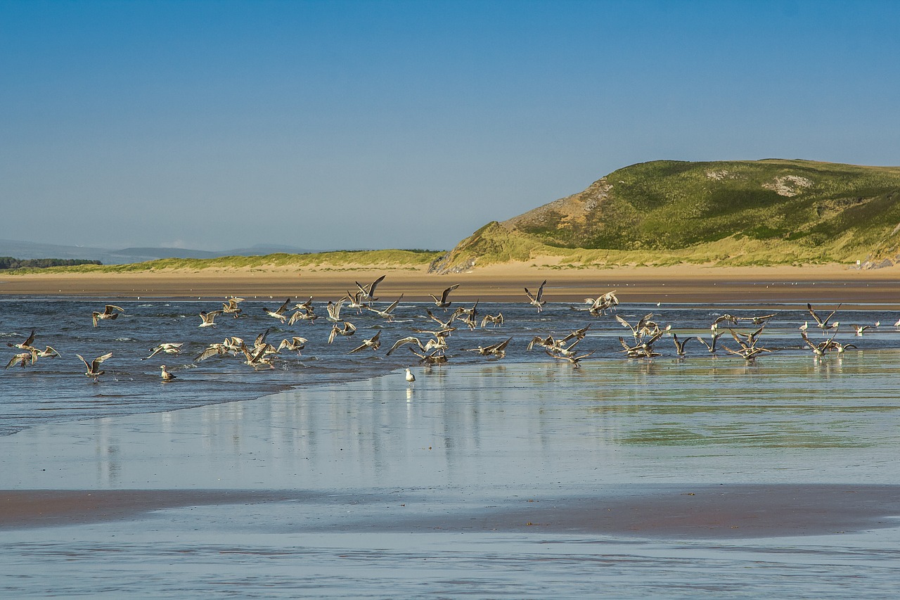 coast gulls low tide free photo