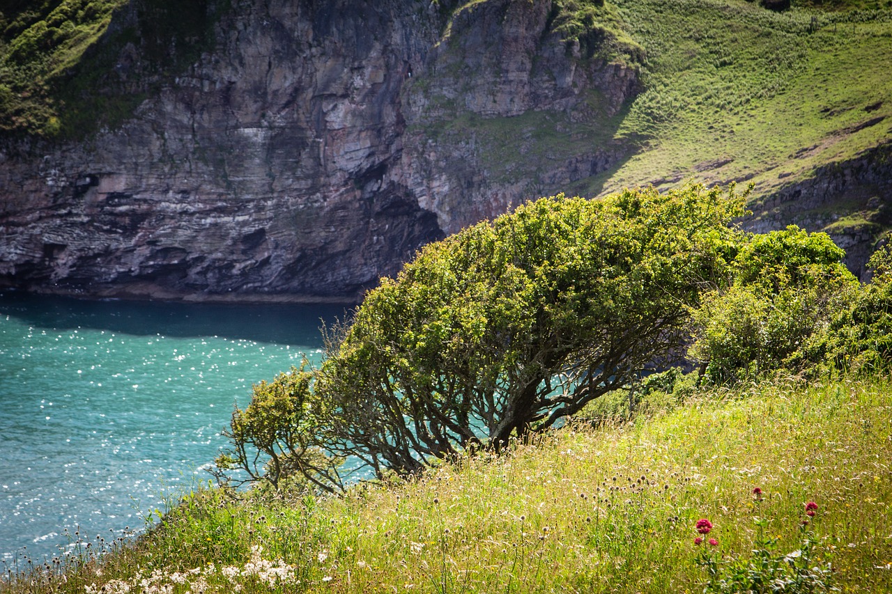 coast brixham devon free photo