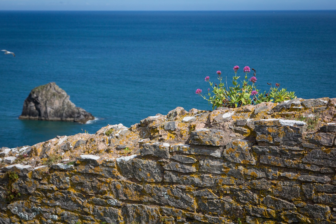 coast brixham devon free photo