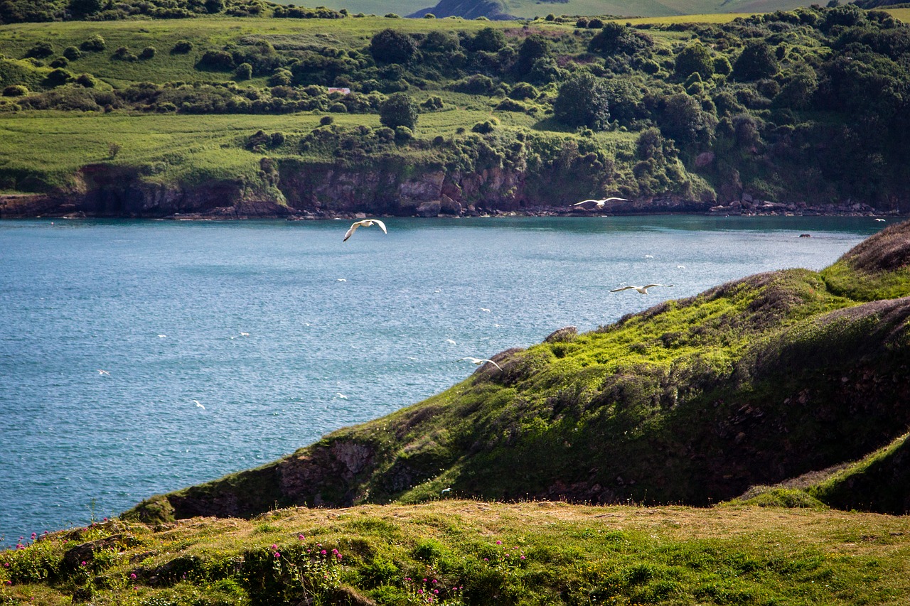 coast brixham devon free photo