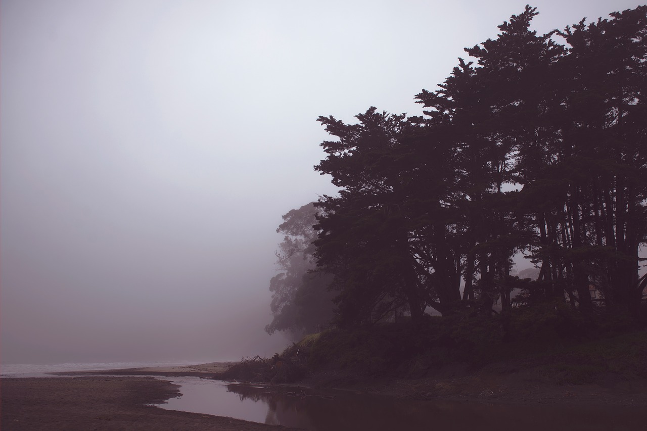 coast shore trees free photo