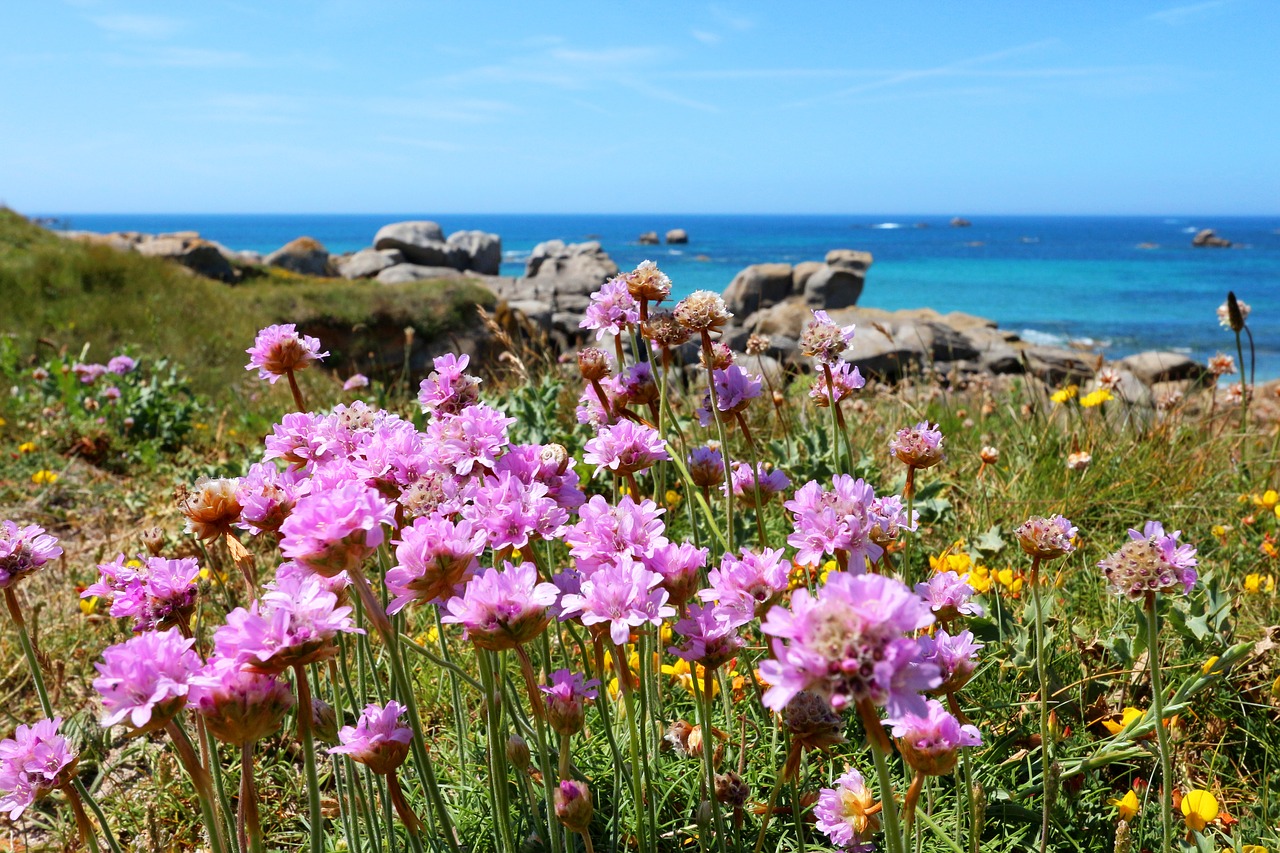 coast brittany flowers free photo