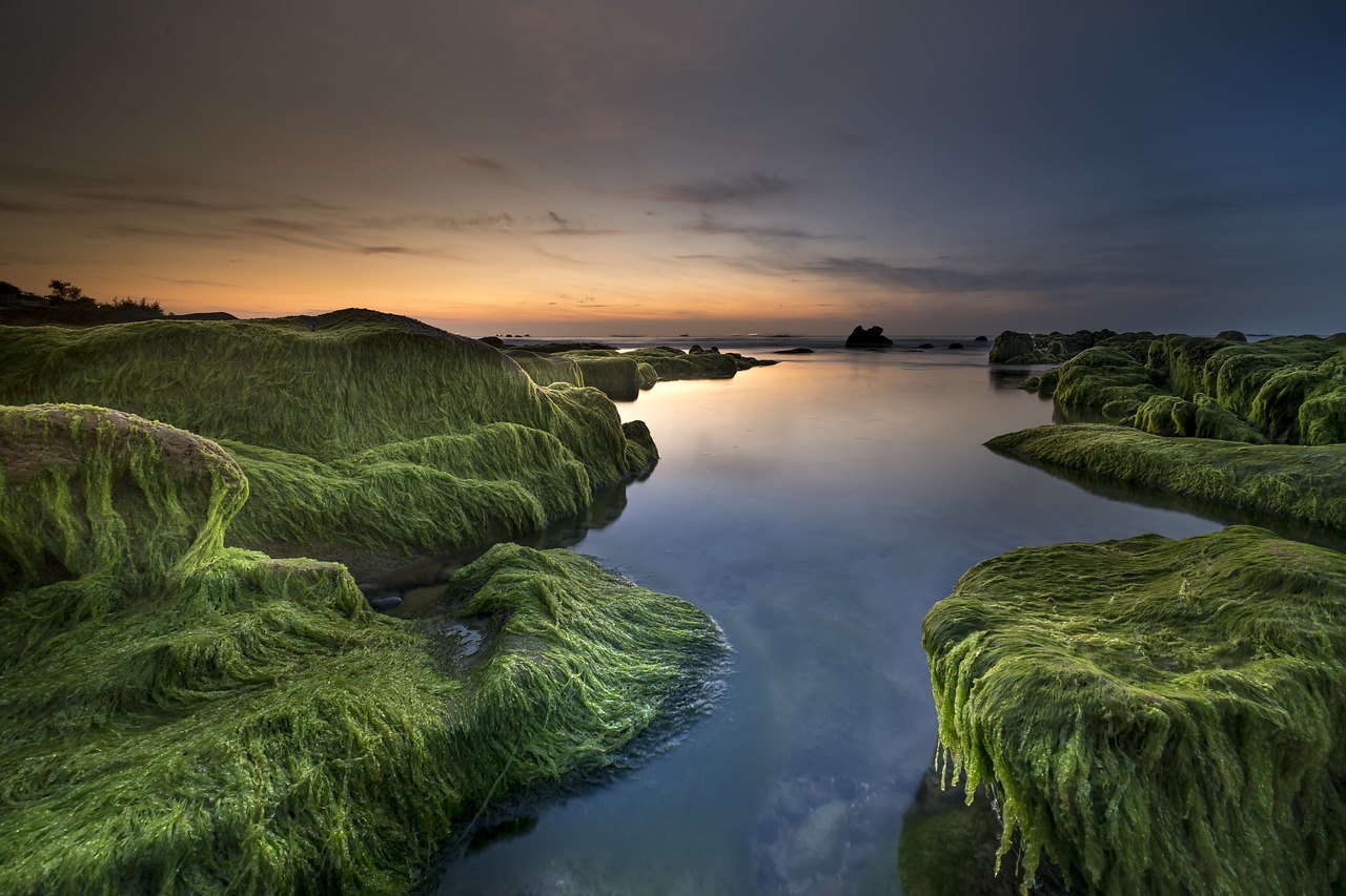 coast  algae  sea free photo