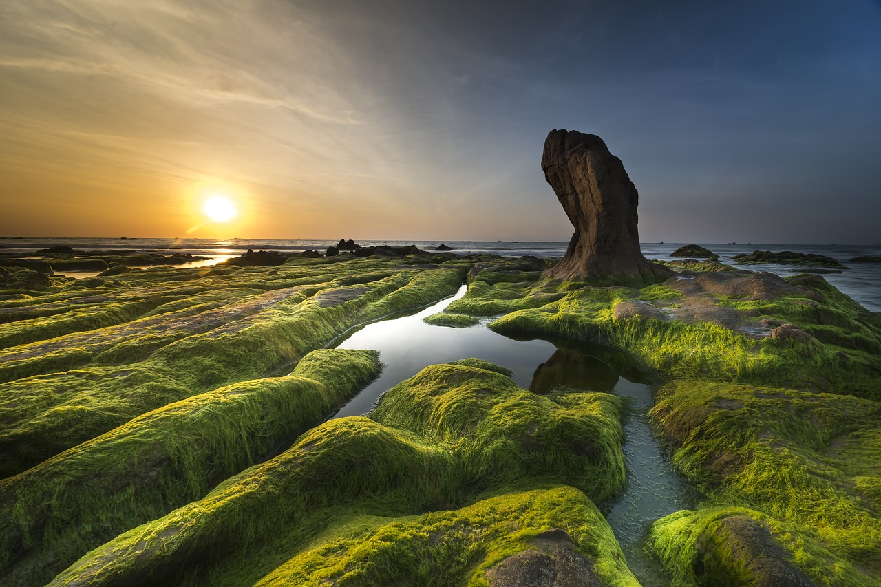 coast  algae  sea free photo