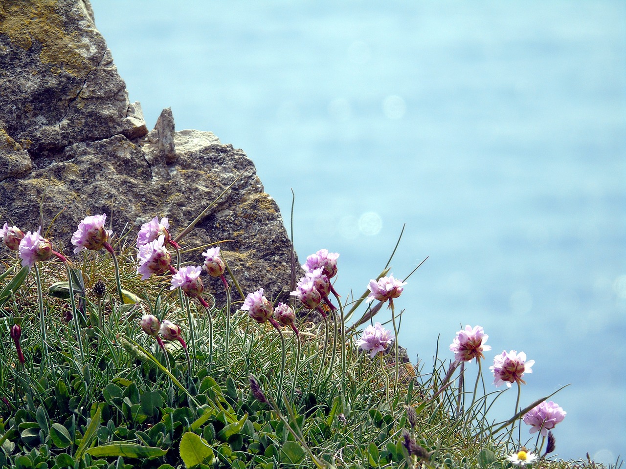 coast  rock  flower free photo