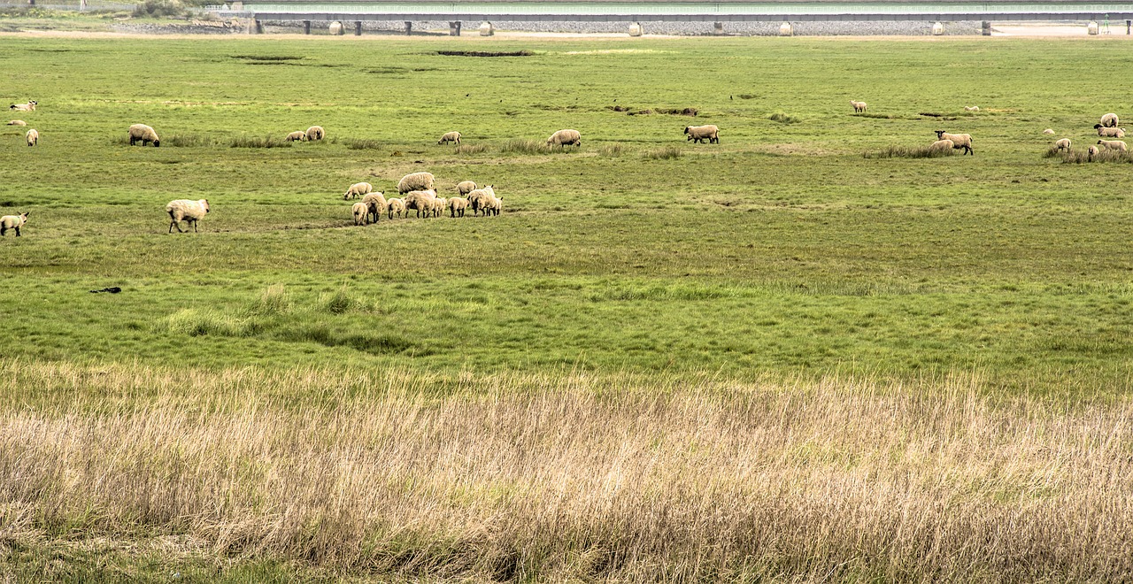 coast  sheep  floodplain free photo