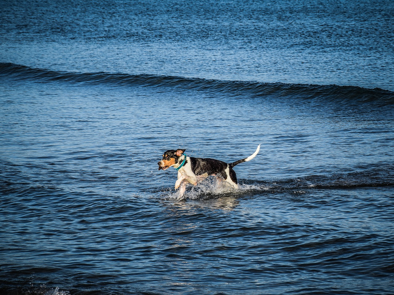 coast  dog  sea free photo