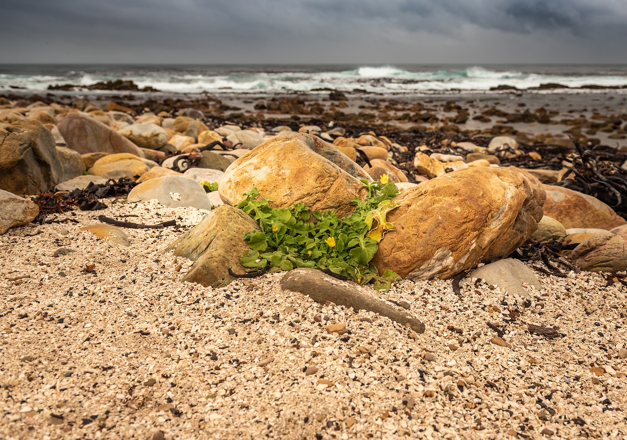 coast  sea  seaweed free photo