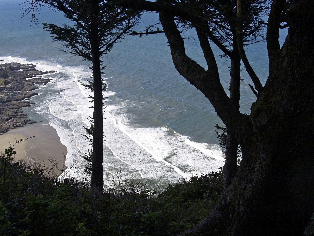 coast shoreline trees free photo