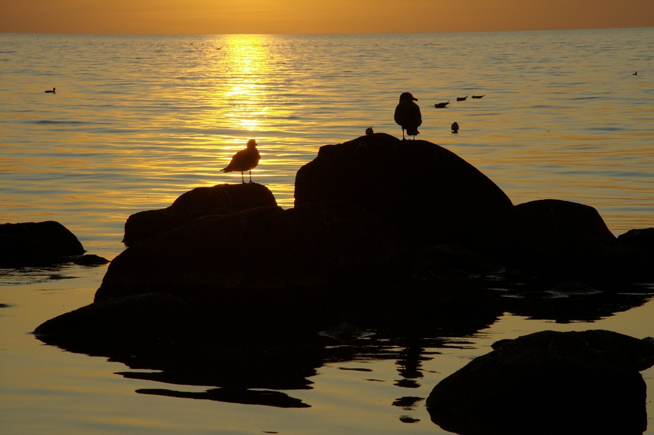 coast sea gulls free photo