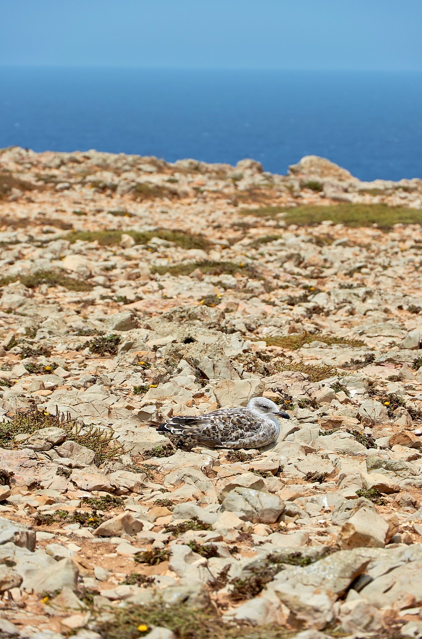 coast gull sea free photo