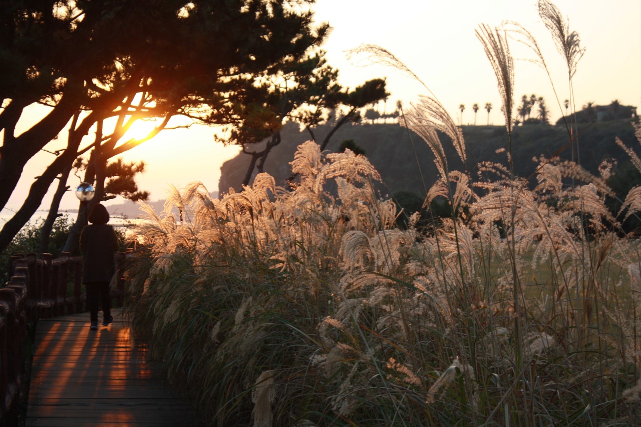 coastal jeju island night view free photo