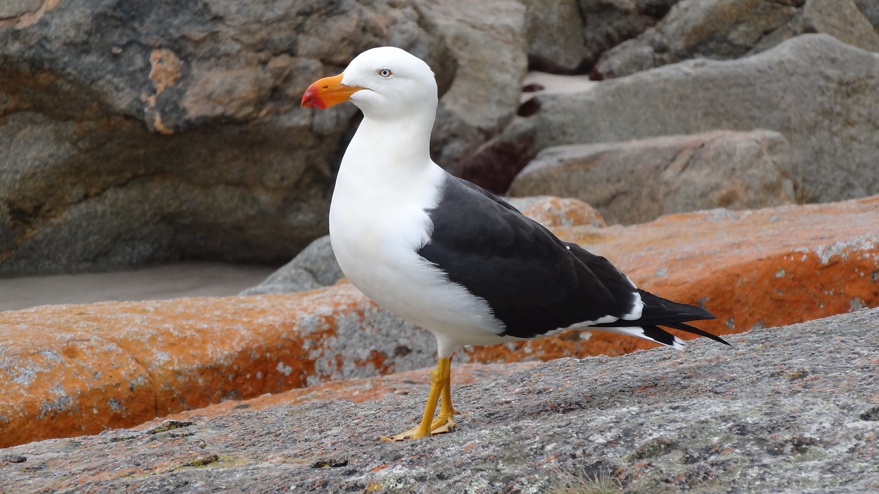 coastal bird nature free photo