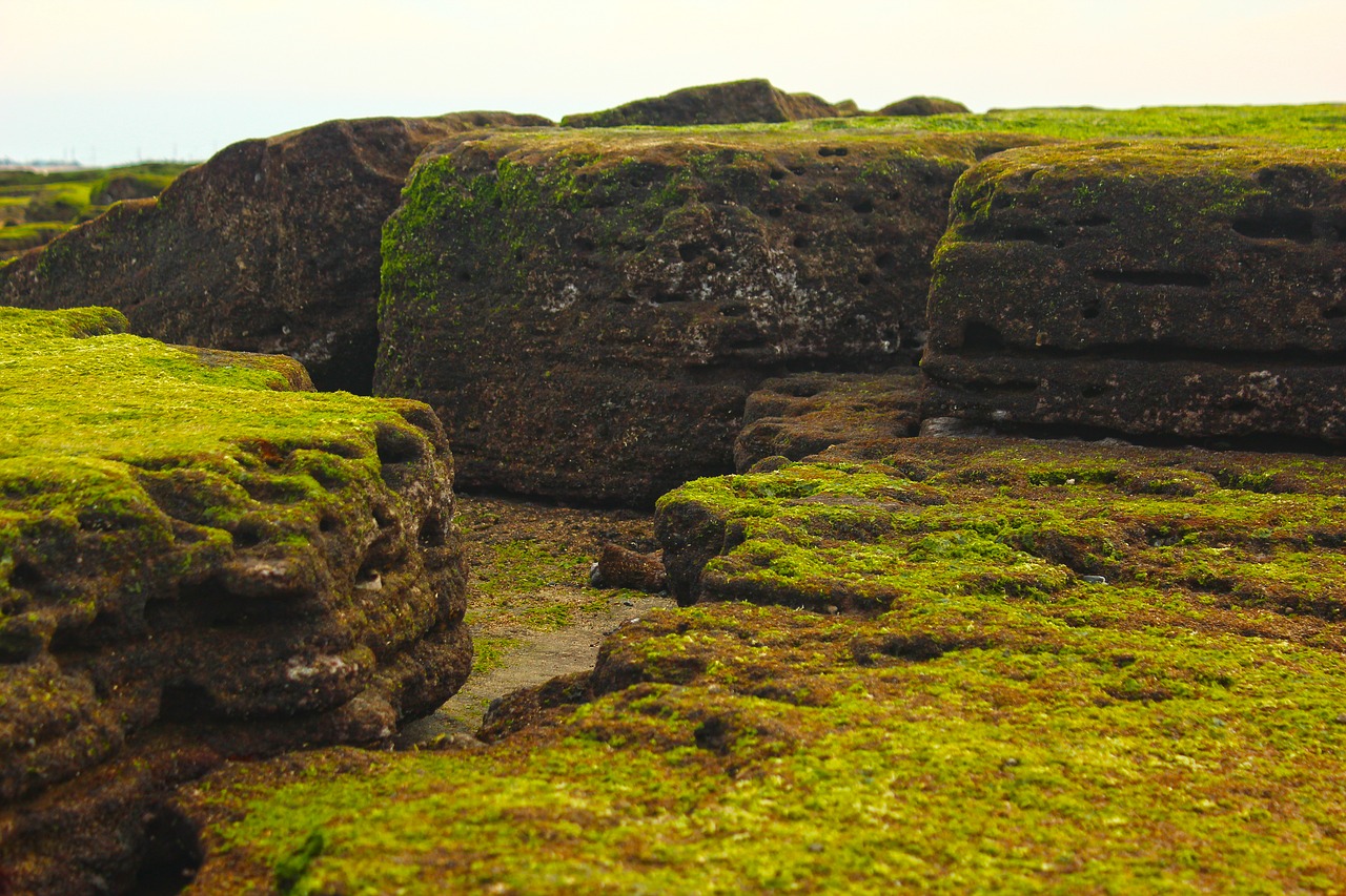 coastal  rock  moss free photo