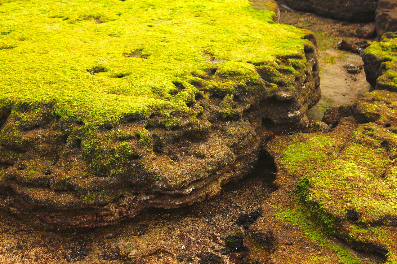 coastal  rock  moss free photo