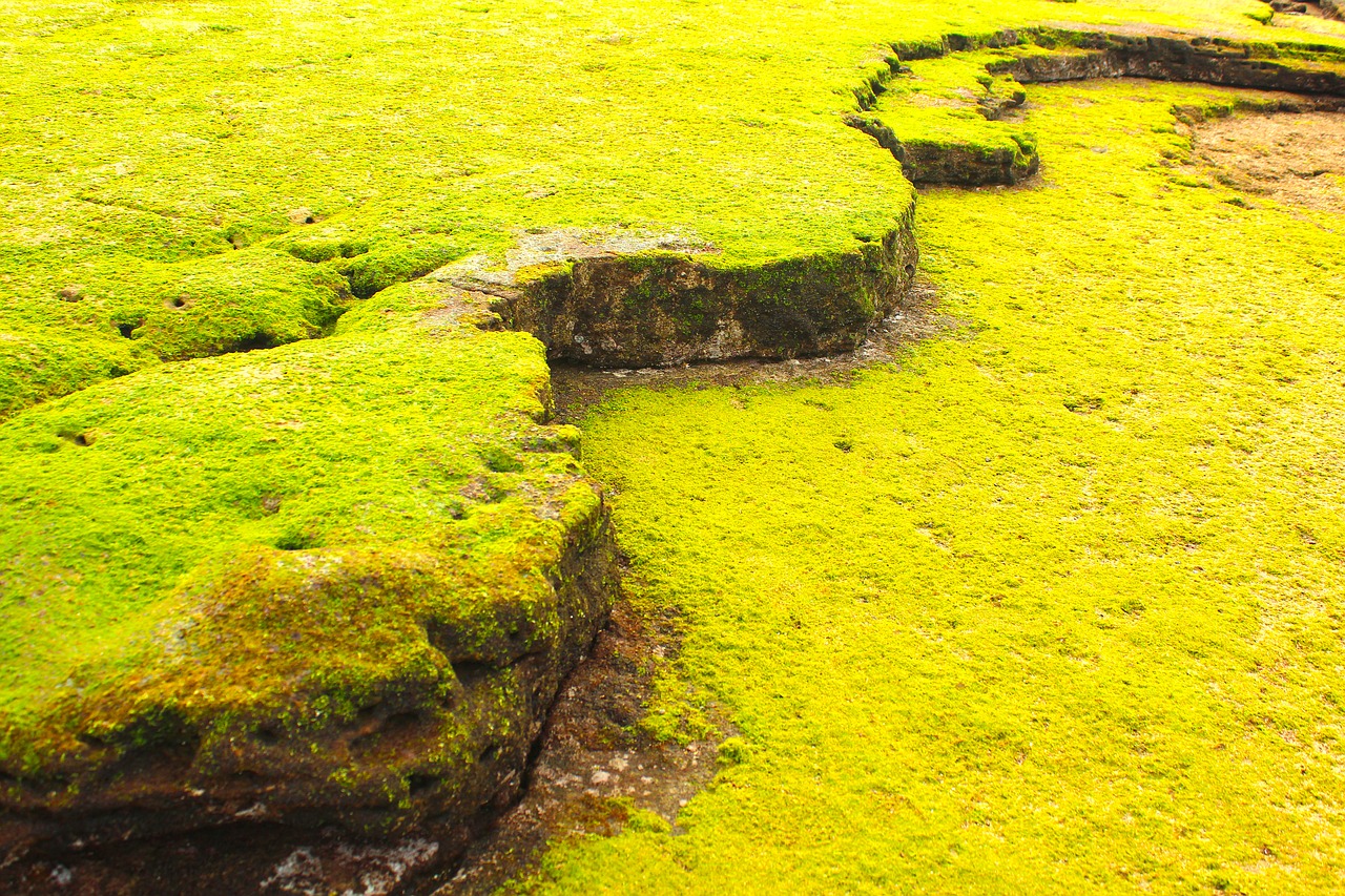 coastal  rock  moss free photo