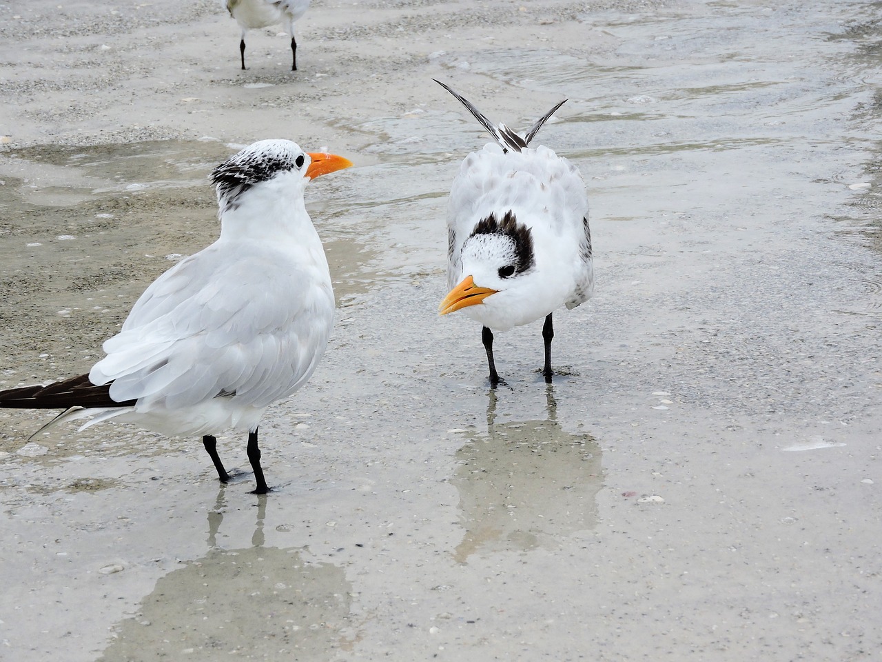 coastal  birds terns  beach free photo