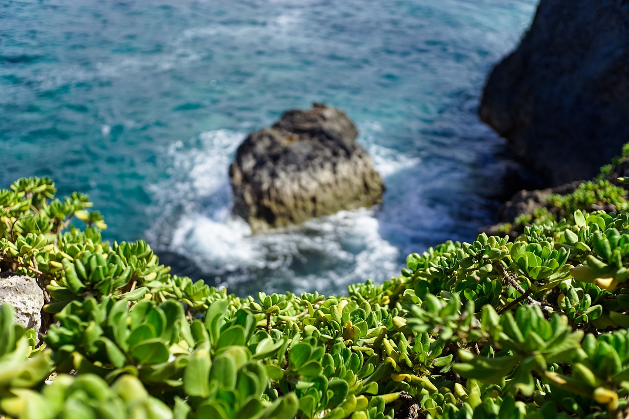 coastal vegetation succulent free photo