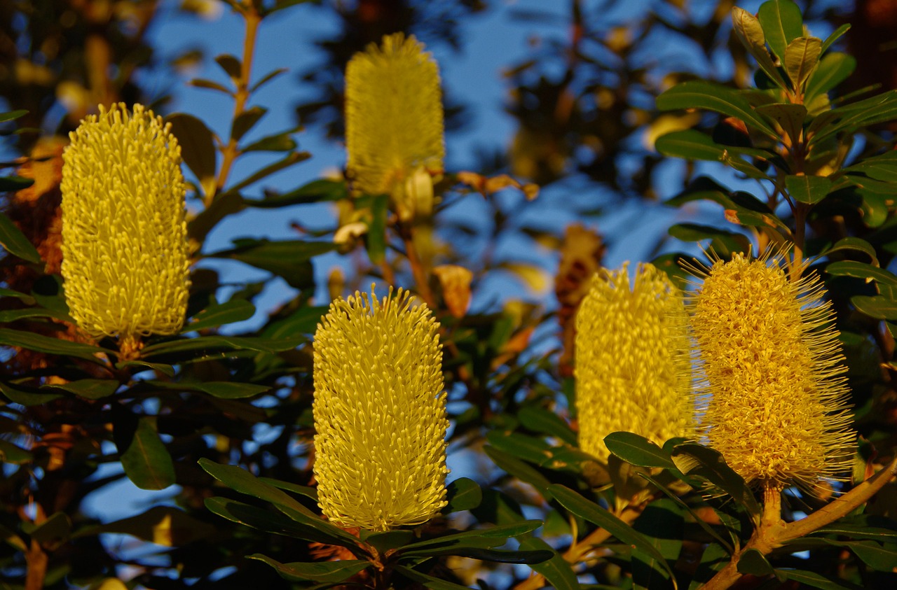 coastal banksia banksia flowers free photo