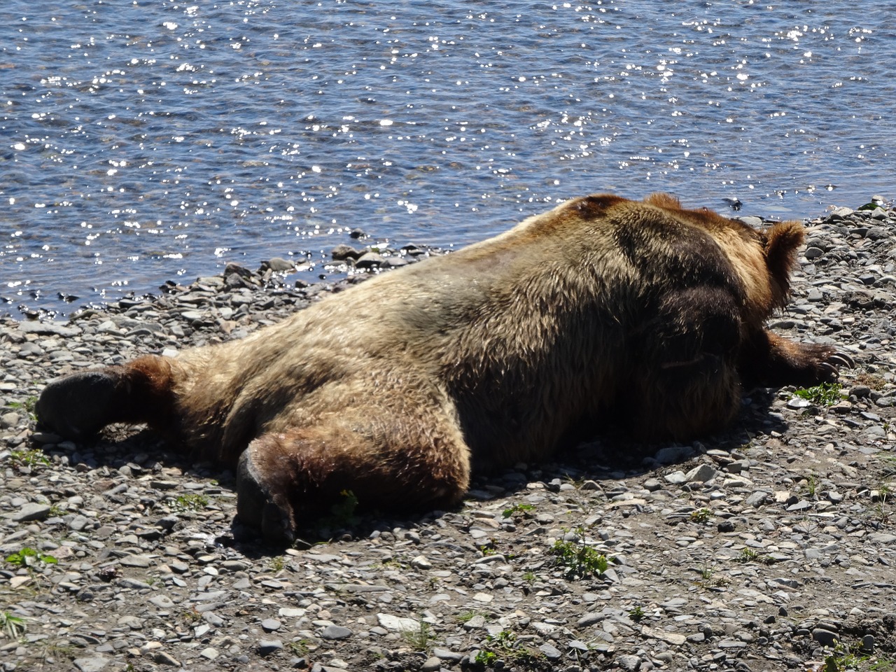coastal brown bear alaska bear free photo