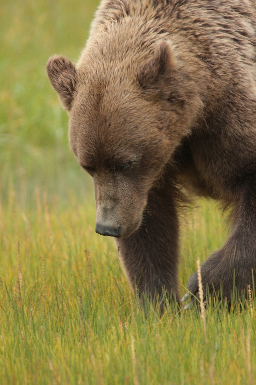 coastal brown bear wildlife nature free photo