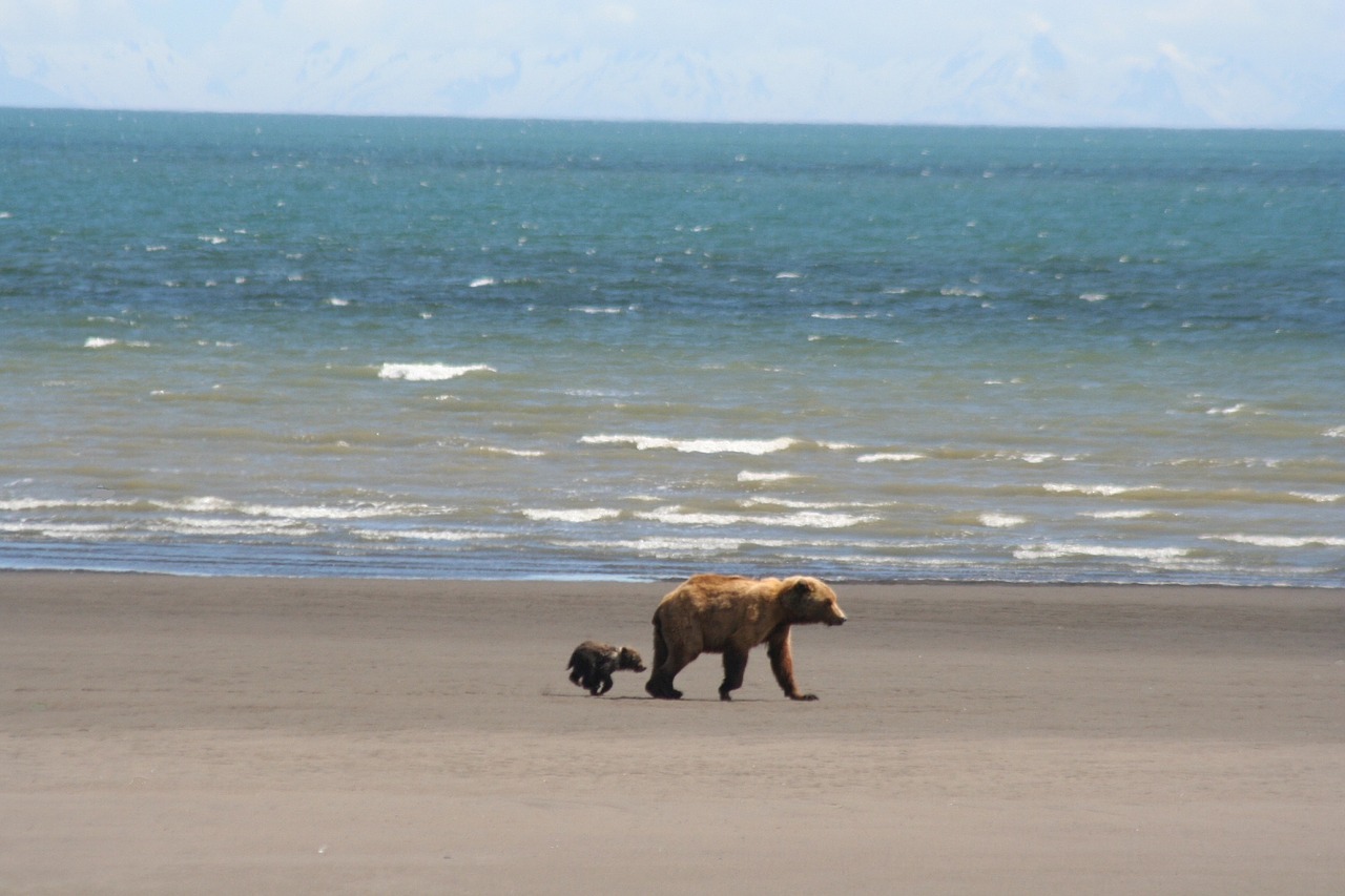 coastal brown bears mother cub free photo