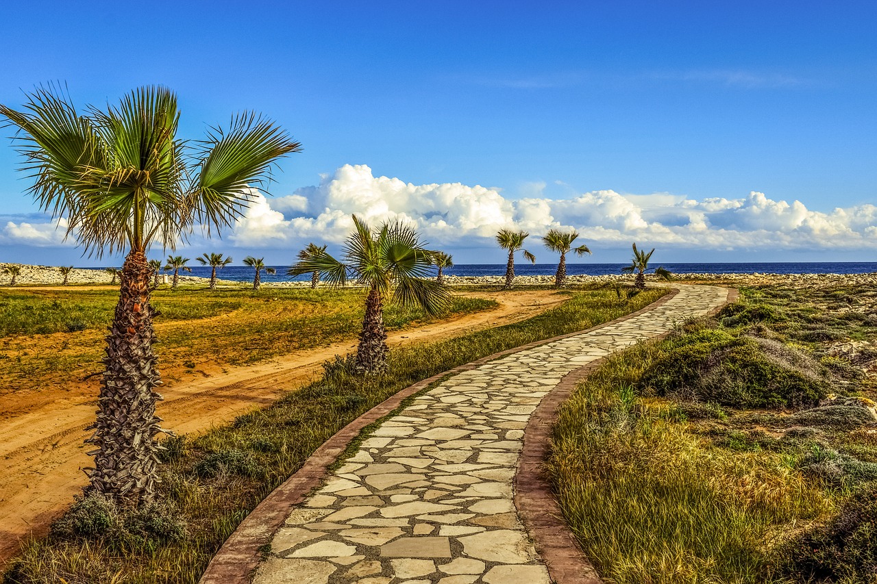 coastal path palm trees sea free photo