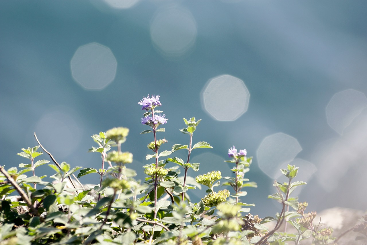 coastal plants purple bokeh free photo