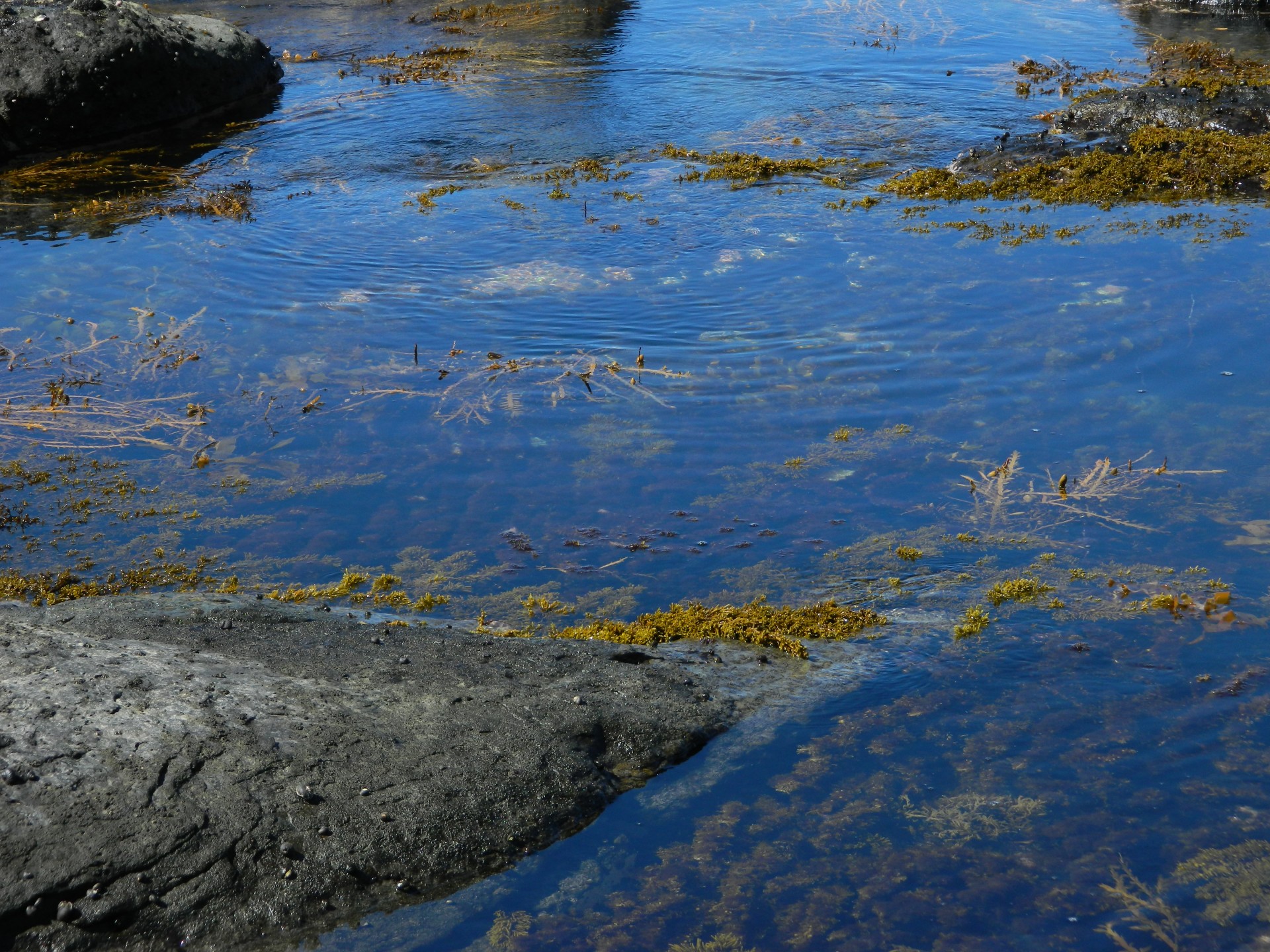 seaweed pools rock pools free photo