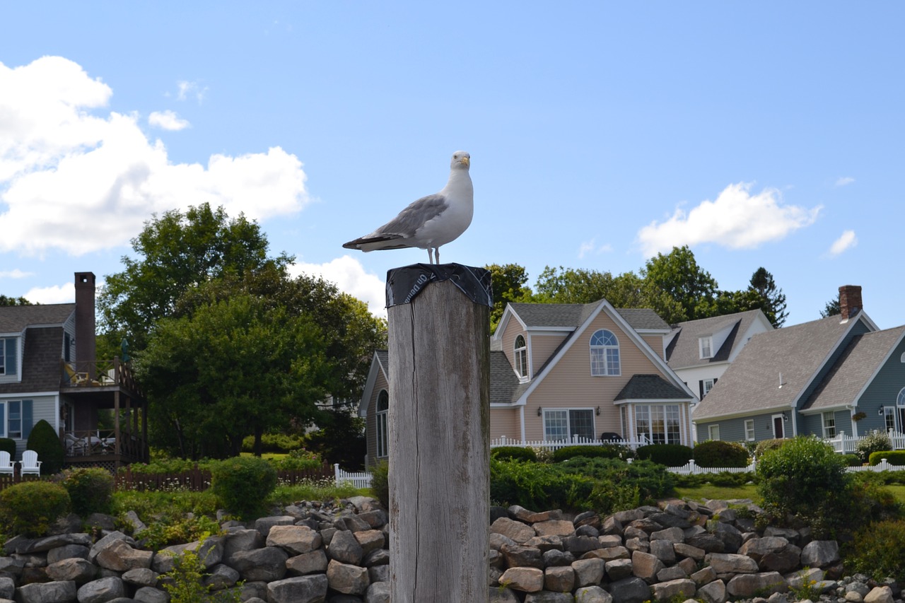 seagull coastline sea free photo