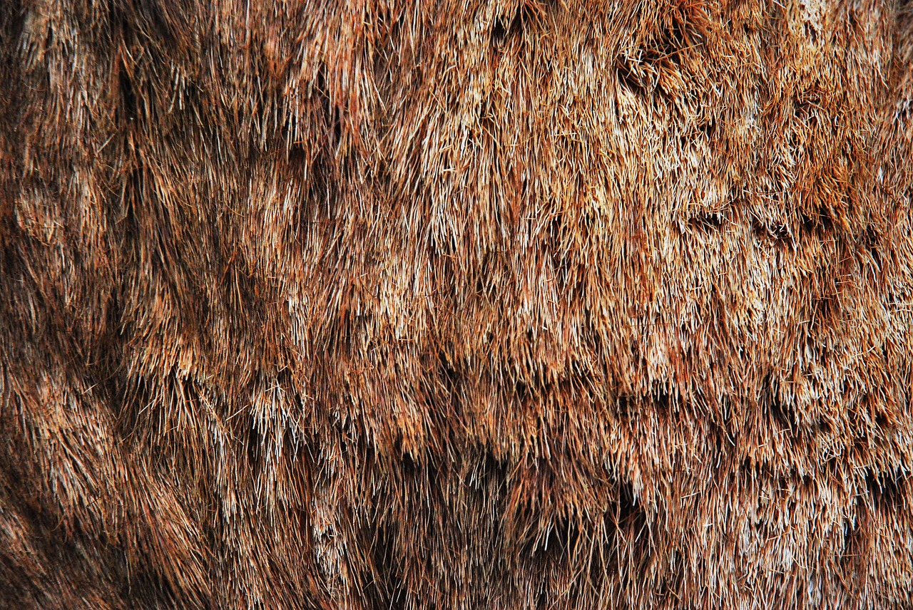 coat skin animal free photo