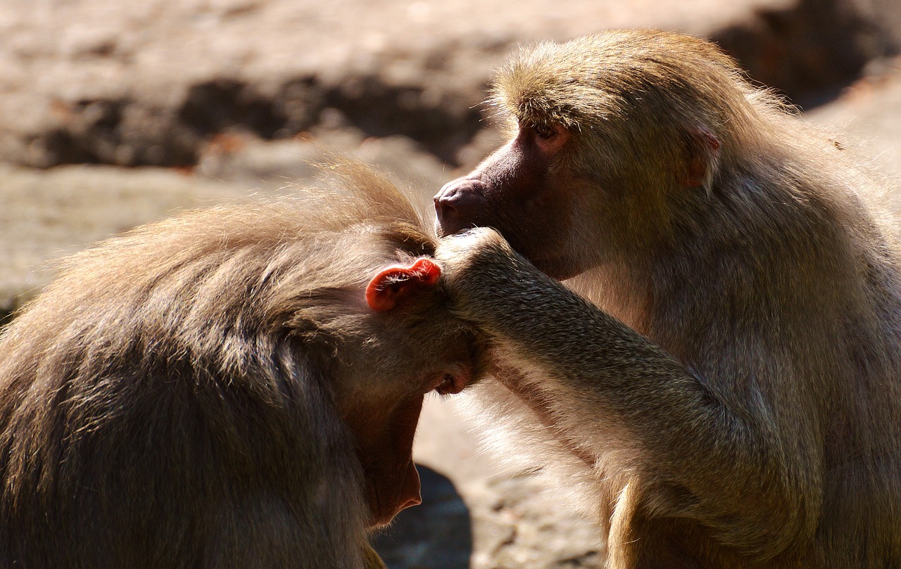 coat baboons ape primates free photo