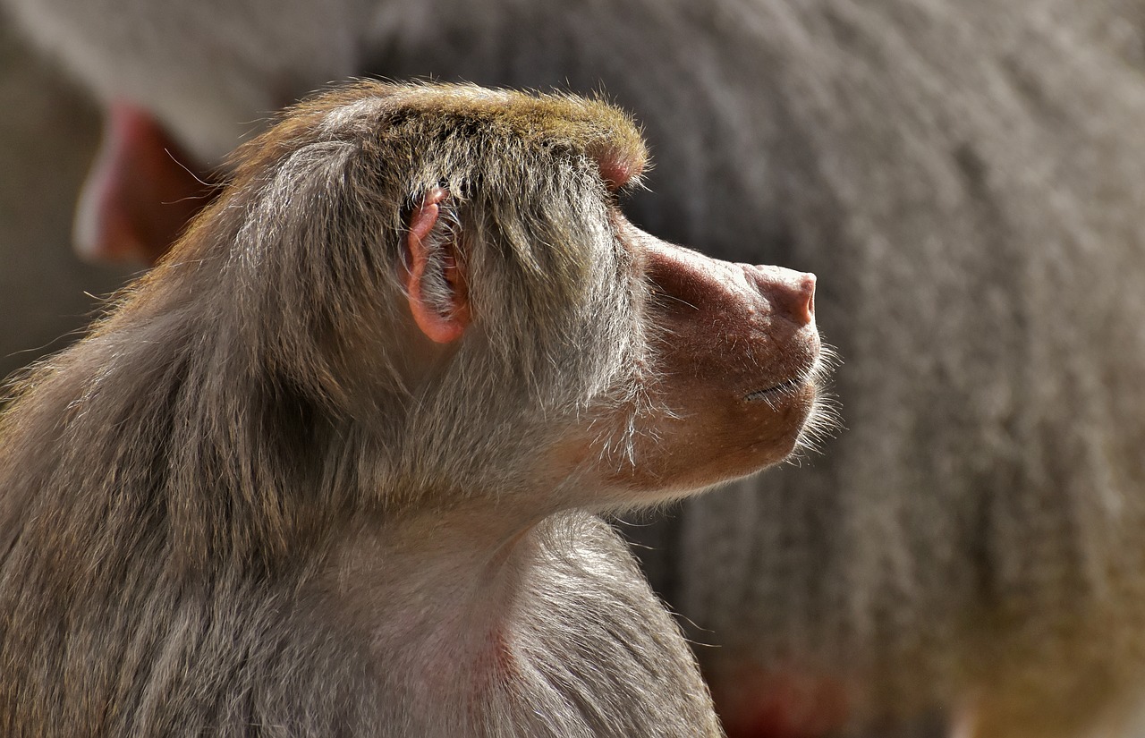 coat baboons  ape  primates free photo