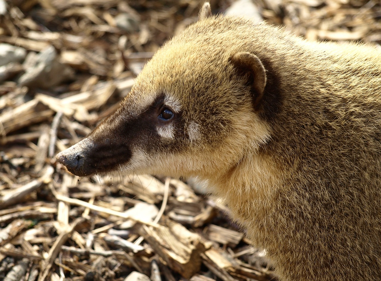 coati creature animal portrait free photo