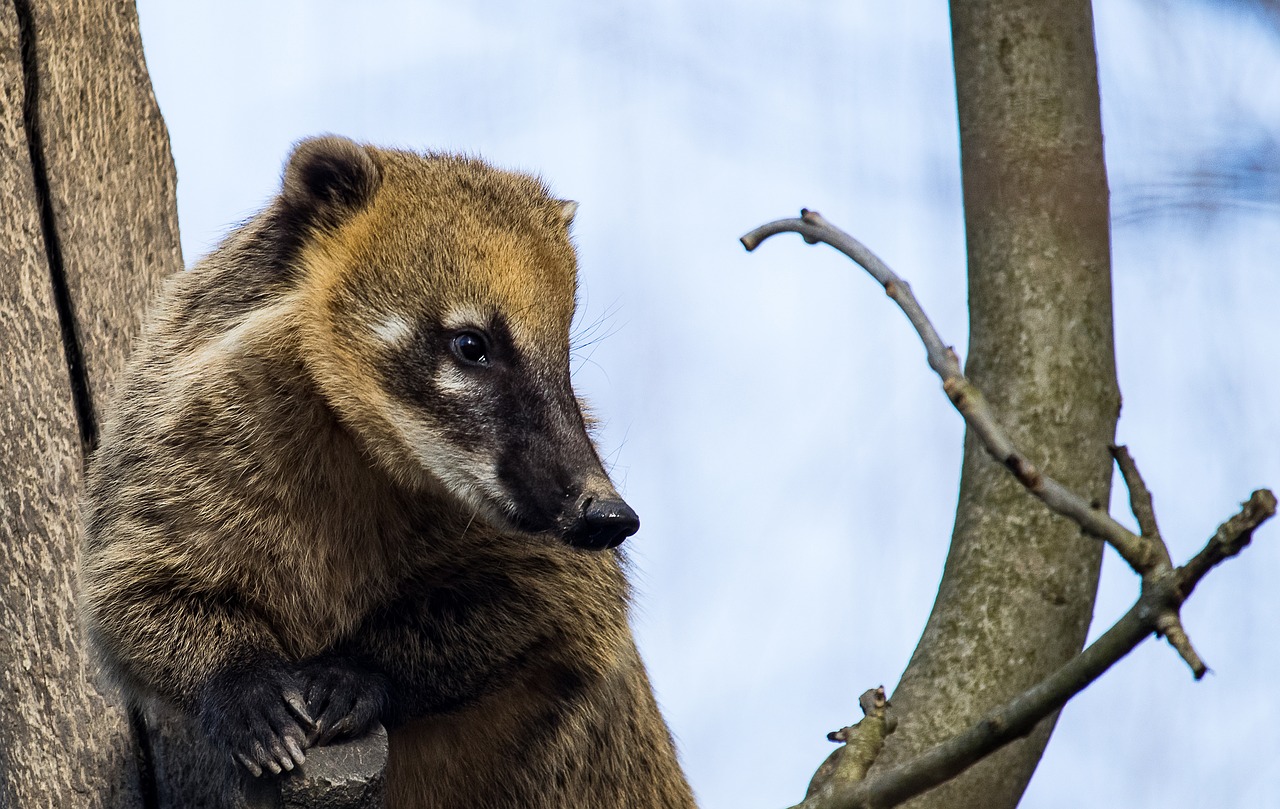 coati  mammal  animal free photo