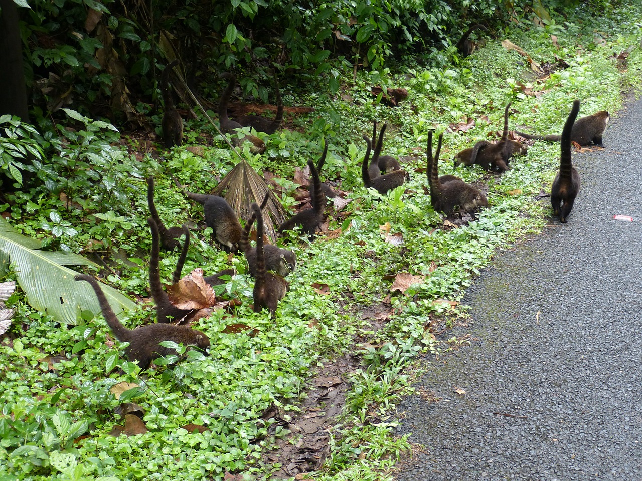 coatis flock costa rica free photo