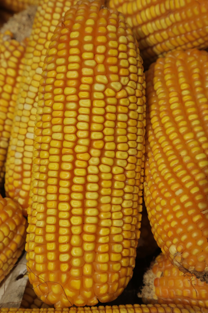 cob corn agriculture free photo