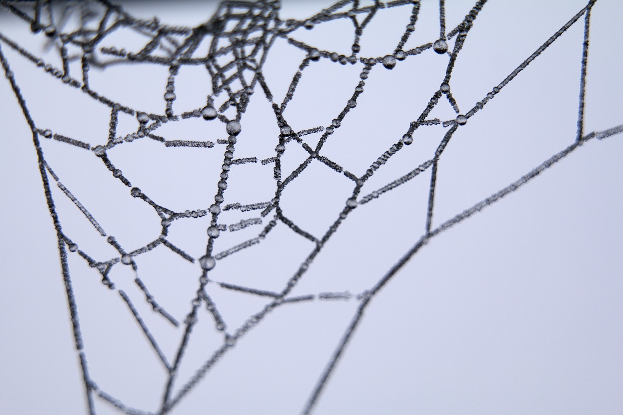 cob spider web free photo