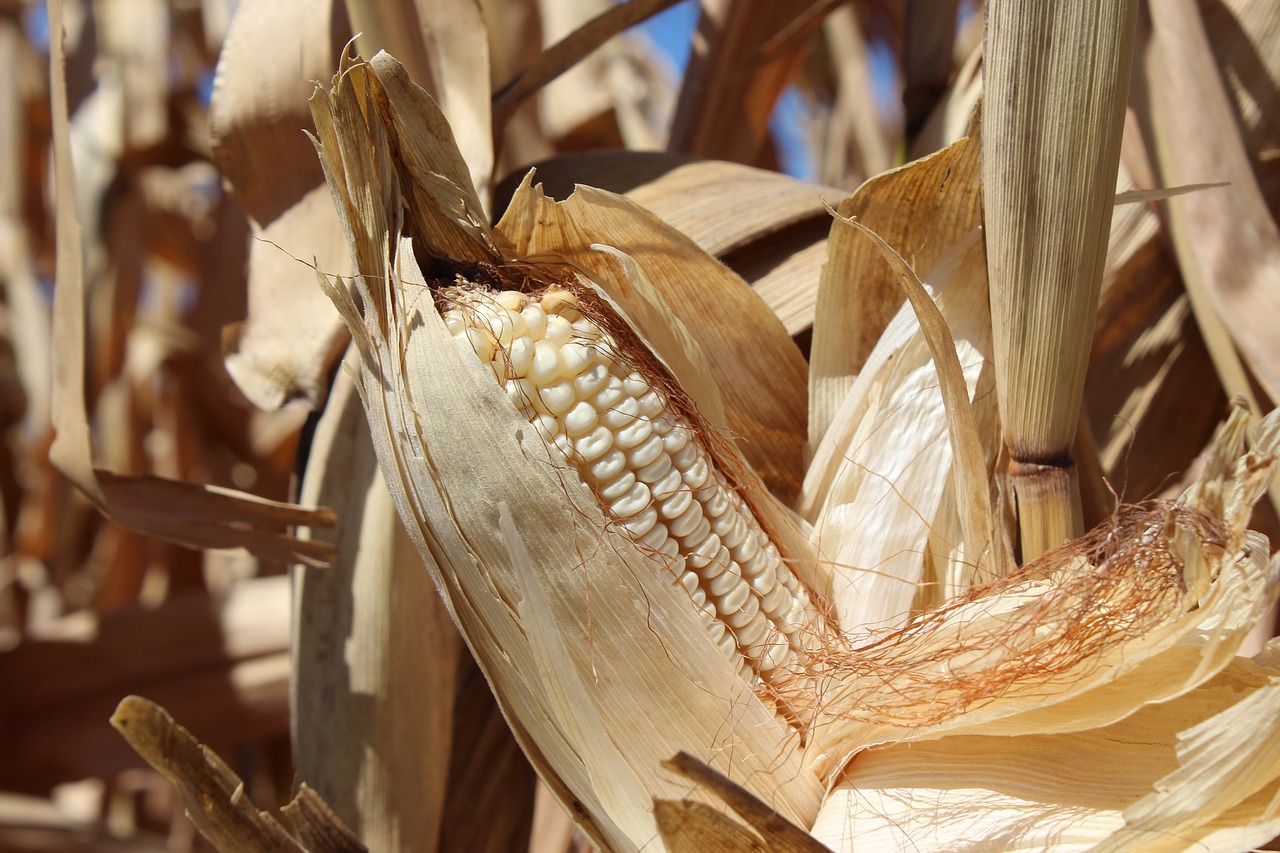 cob corn agriculture free photo