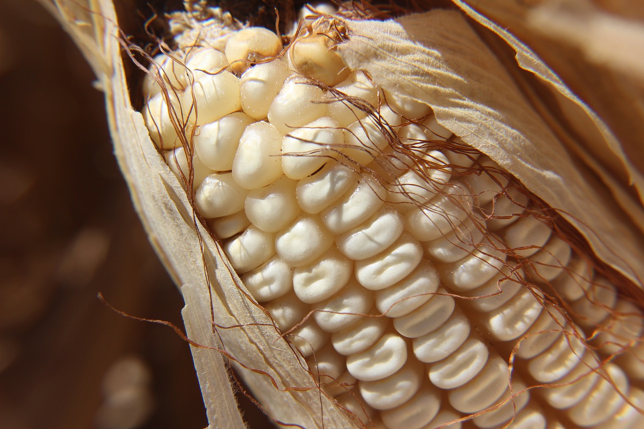 cob corn agriculture free photo