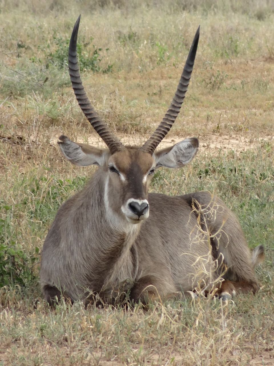 cob crescent horns savannah free photo