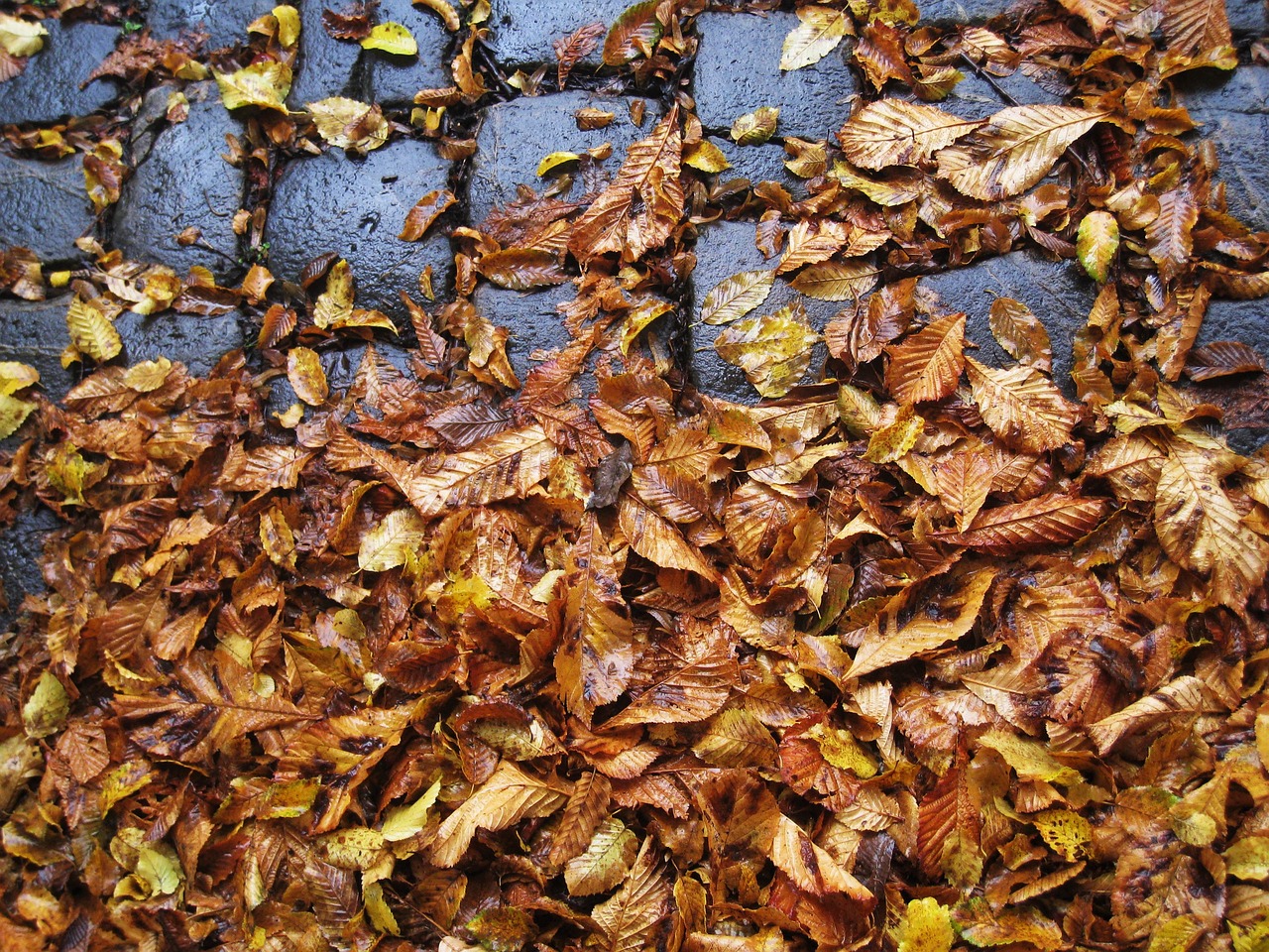 cobbled leaves slippery free photo
