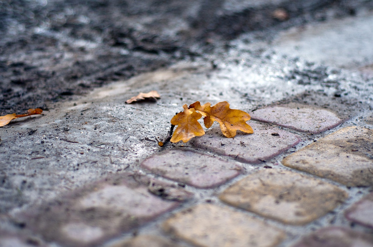 cobblestone ground leaves free photo