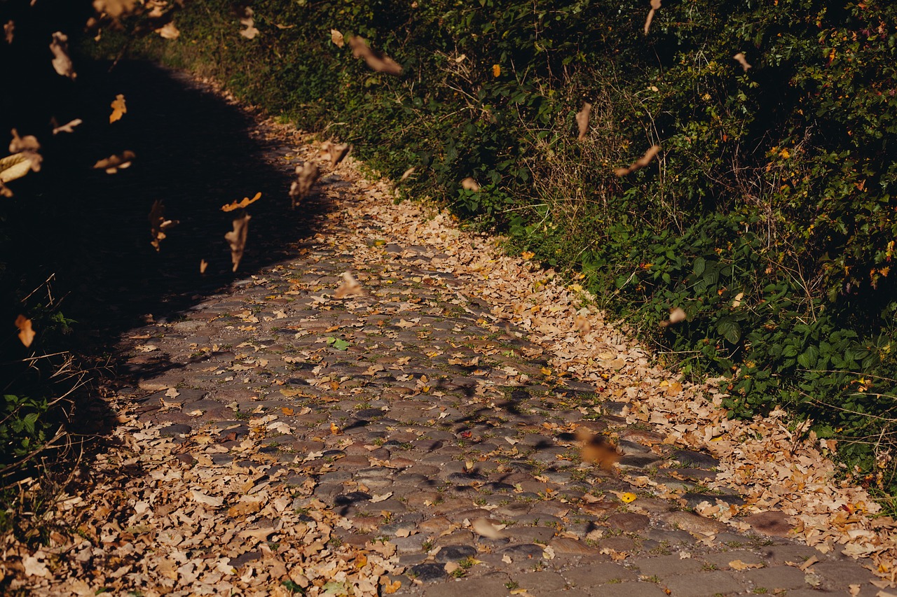 cobblestone path leaves free photo