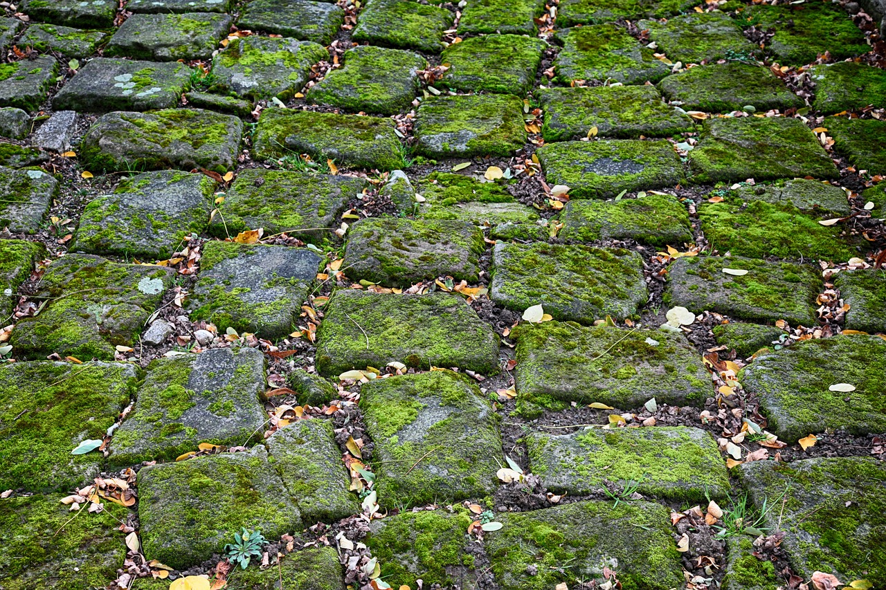 cobblestones moss green free photo