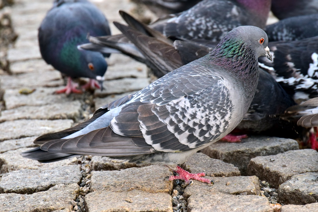 cobblestones city infestation of pigeons free photo
