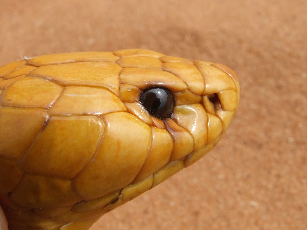 cobra head snake free photo