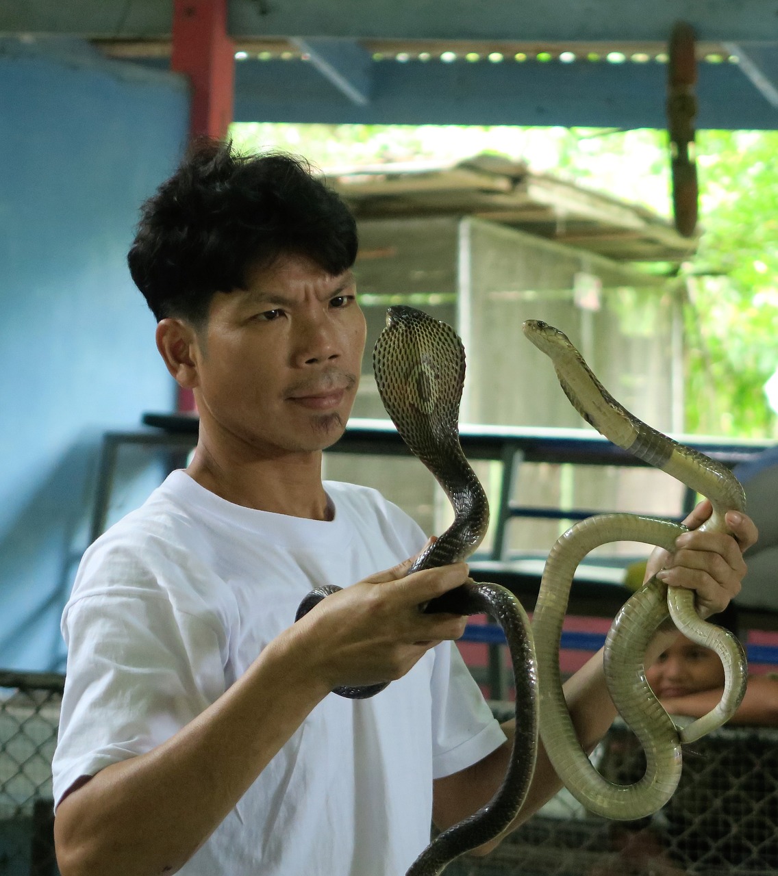 cobra trainer snakes free photo