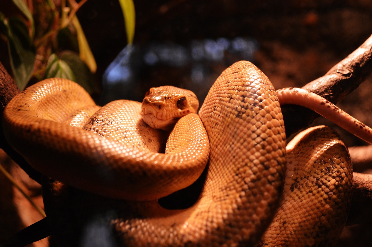 cobra nature animal world free photo