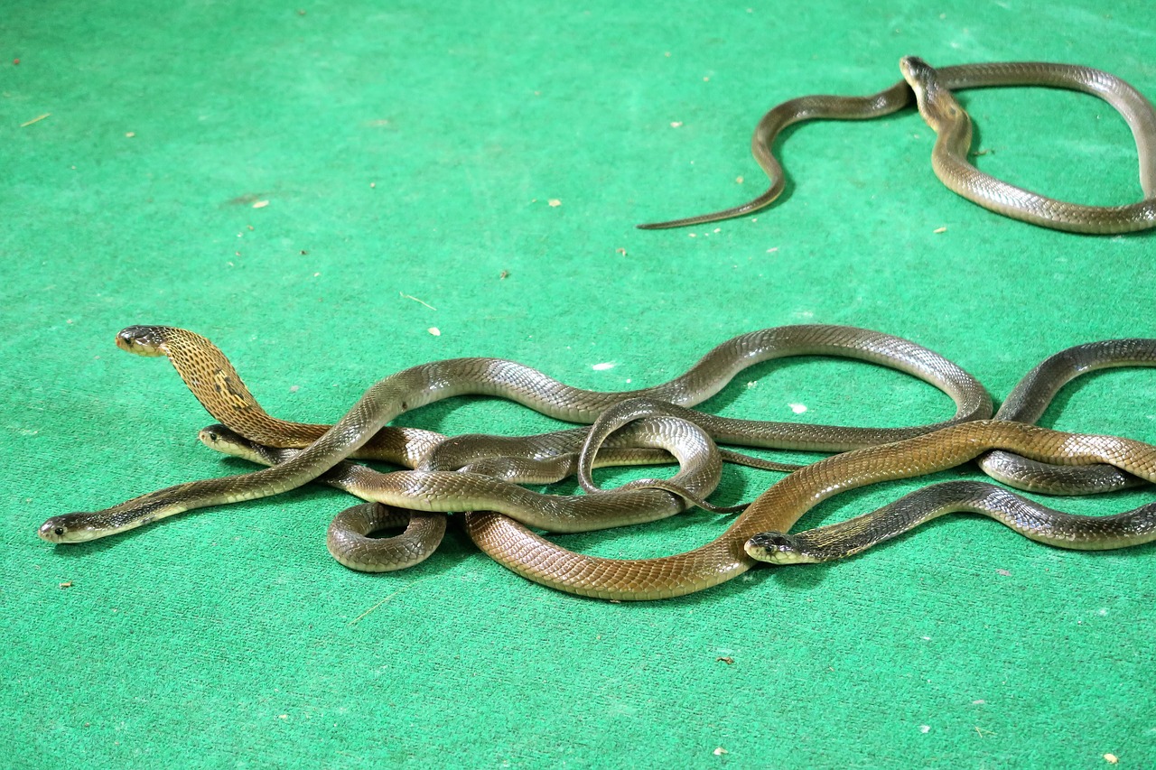 cobras snakes tourist animation free photo